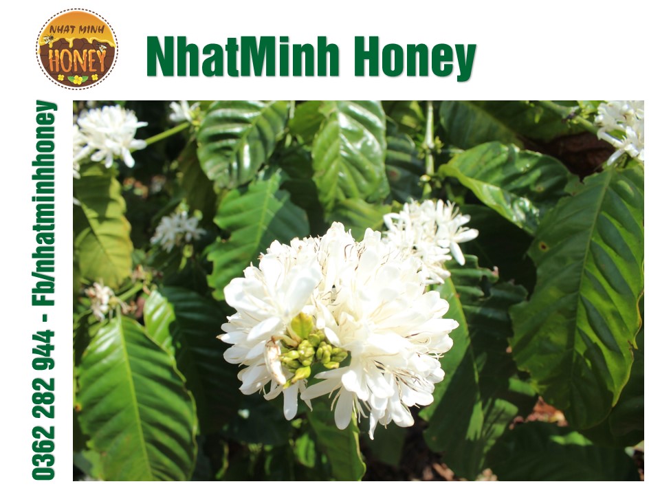 Tưới tự động KHÁNH VÂN